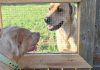 Dog wants to visit his friend next door, so man builds a fence window for them