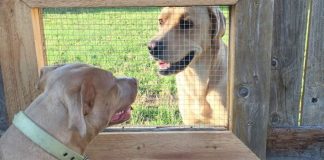 Dog wants to visit his friend next door, so man builds a fence window for them