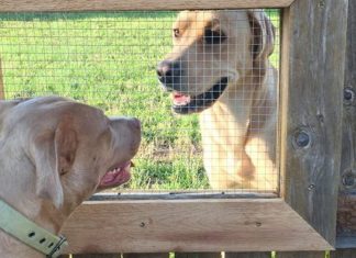 Dog wants to visit his friend next door, so man builds a fence window for them