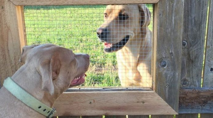 Dog wants to visit his friend next door, so man builds a fence window for them