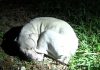 An Abused Puppy Had Completely Given Up. But Watch When The Police Arrive…