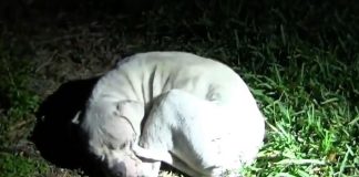 An Abused Puppy Had Completely Given Up. But Watch When The Police Arrive…