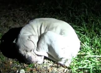 An Abused Puppy Had Completely Given Up. But Watch When The Police Arrive…