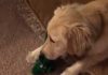 Dog Sees Her Favorite Toy Approaching, In Life Size, What She Does Is Adorable!