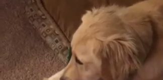 Dog Sees Her Favorite Toy Approaching, In Life Size, What She Does Is Adorable!