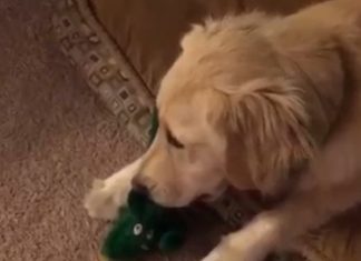 Dog Sees Her Favorite Toy Approaching, In Life Size, What She Does Is Adorable!