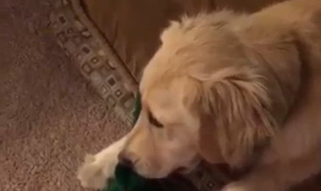 Dog Sees Her Favorite Toy Approaching, In Life Size, What She Does Is Adorable!
