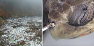 Plastic Pollution – Accidental Super Enzyme Can Eat Dangerous Plastic! Plastic Pollution Accidental Super Enzyme Eats Dangerous Plastic 00