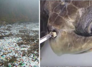 Plastic Pollution – Accidental Super Enzyme Can Eat Dangerous Plastic! Plastic Pollution Accidental Super Enzyme Eats Dangerous Plastic 00