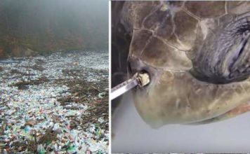 Plastic Pollution – Accidental Super Enzyme Can Eat Dangerous Plastic! Plastic Pollution Accidental Super Enzyme Eats Dangerous Plastic 00
