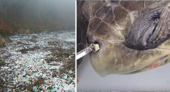 Plastic Pollution – Accidental Super Enzyme Can Eat Dangerous Plastic! Plastic Pollution Accidental Super Enzyme Eats Dangerous Plastic 00