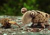 See Amazing Animated French Poem – Animals Encourage Snails to Celebrate Spring! See Amazing Animated French Poem Animals Encourage Snails Celebrate Spring 00